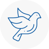 Bird Prevention Loanhead
