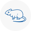 Rat Control Loanhead