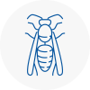 Loanhead Wasp Nest Removal
